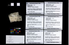 Foto (Objekt + Etikett) von Decapoda indet. (lobster)  (NHMW-GEO-1990-0041-2649d)